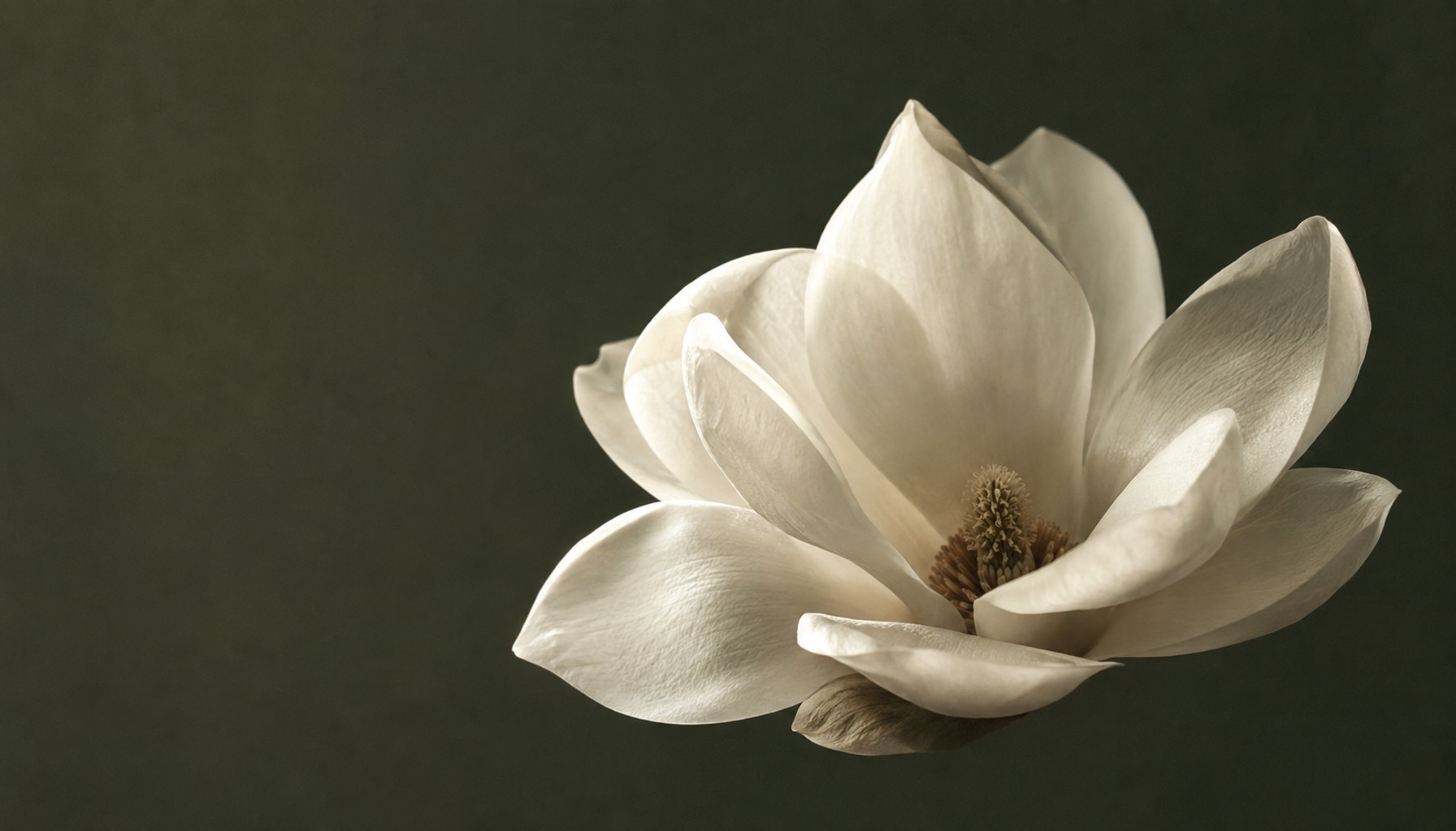Magnolia blossom