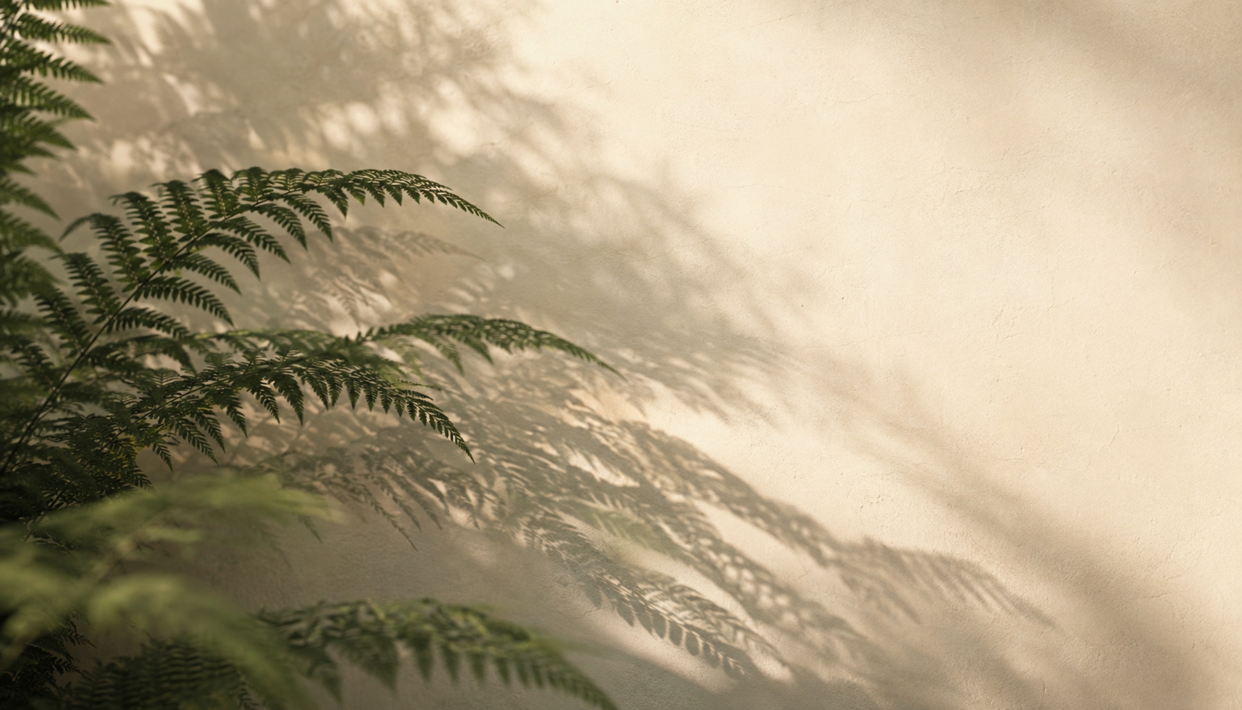 Sage leaf shadows on a wall