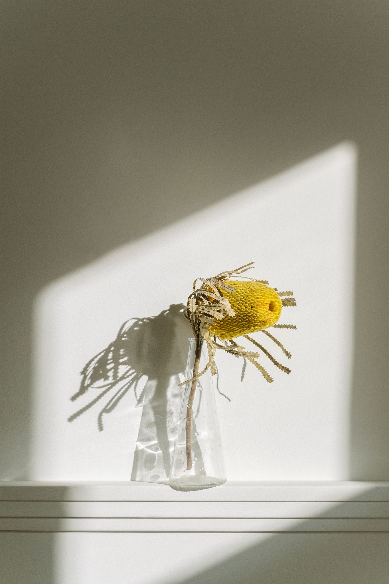 Sunlit still life